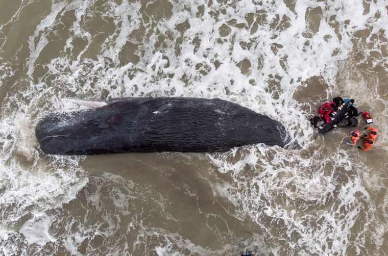 Una ballena de gran porte quedó varada en una playa de Santa Clara del Mar