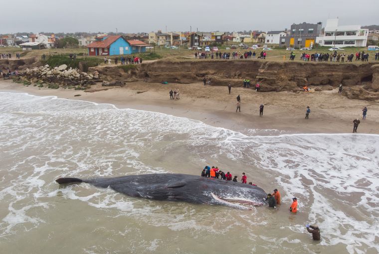 Una ballena de gran porte quedó varada en una playa de Santa Clara del Mar