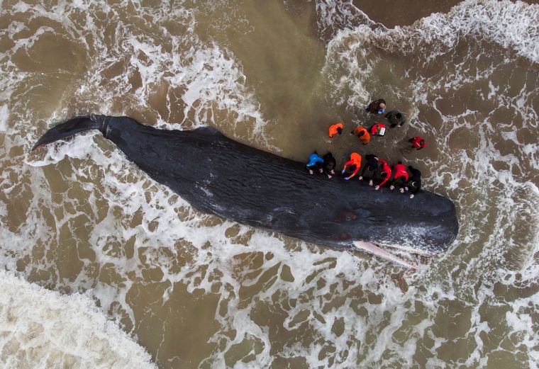 Una ballena de gran porte quedó varada en una playa de Santa Clara del Mar