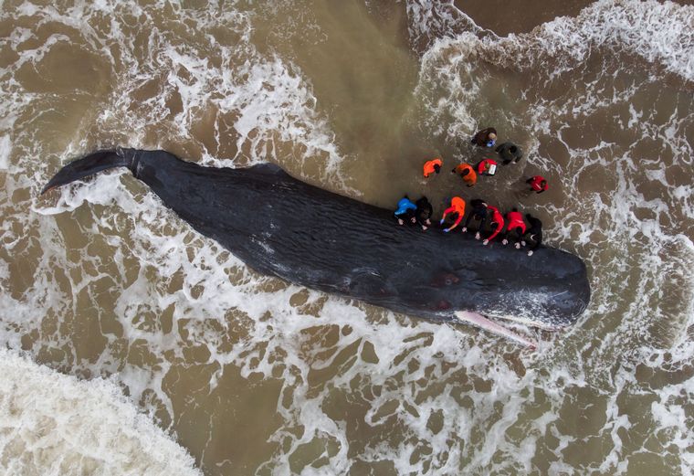 FOTO: Una ballena de gran porte quedó varada en una playa de Santa Clara del Mar
