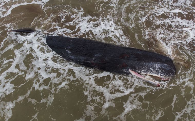 Una ballena de gran porte quedó varada en una playa de Santa Clara del Mar