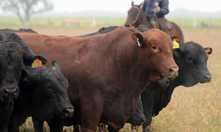 Bellamar Estancias realiza alrededor de 12 remates en Argentina y Paraguay.