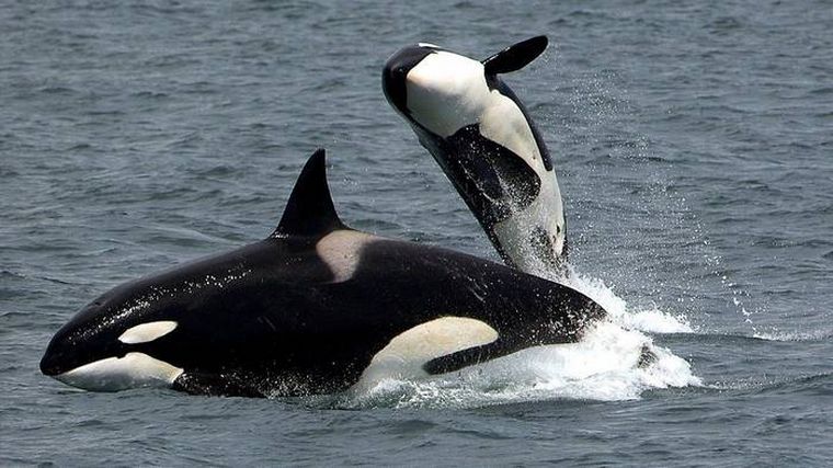 Las orcas comenzaron a perseguir a los pescadores.