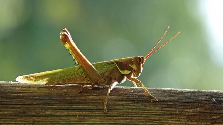 La plaga de langostas afectó a los departamentos Totoral y Tulumba.