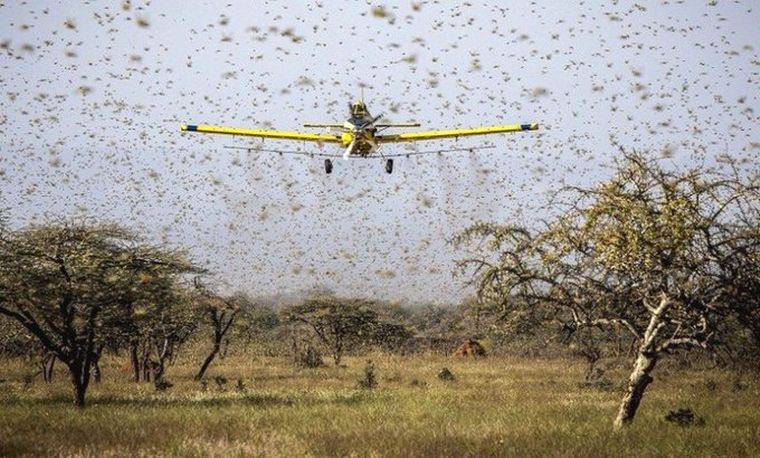 Figatti: “Las pérdidas son totales; no dejaron nada de un trigo de 20 centímetros".