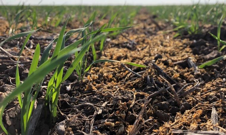 El frío y la falta de lluvias jaquean al trigo.