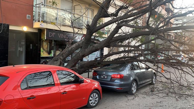Un árbol cayó y dañó dos autos en barrio General Paz.