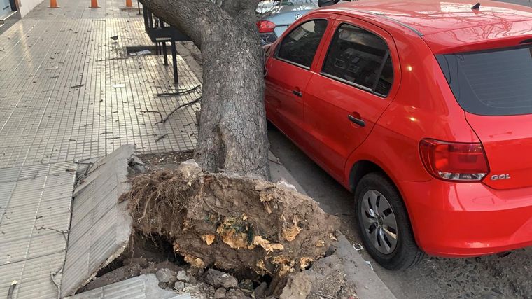 FOTO: Un árbol cayó y dañó dos autos en barrio General Paz.