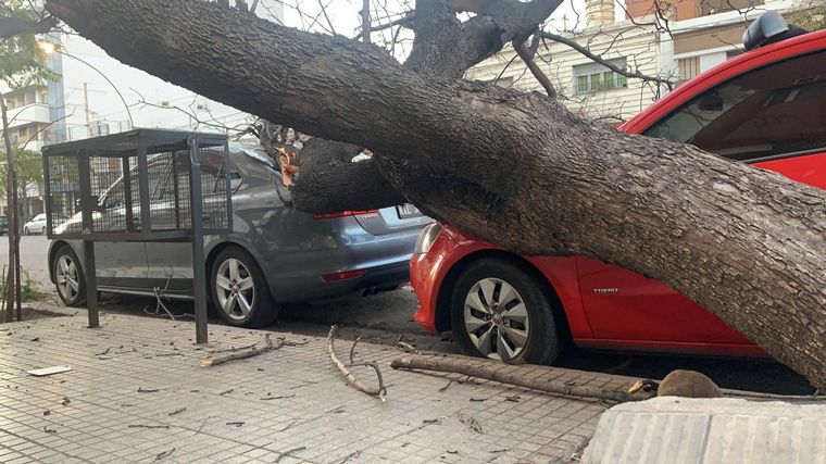 Un árbol cayó y dañó dos autos en barrio General Paz.