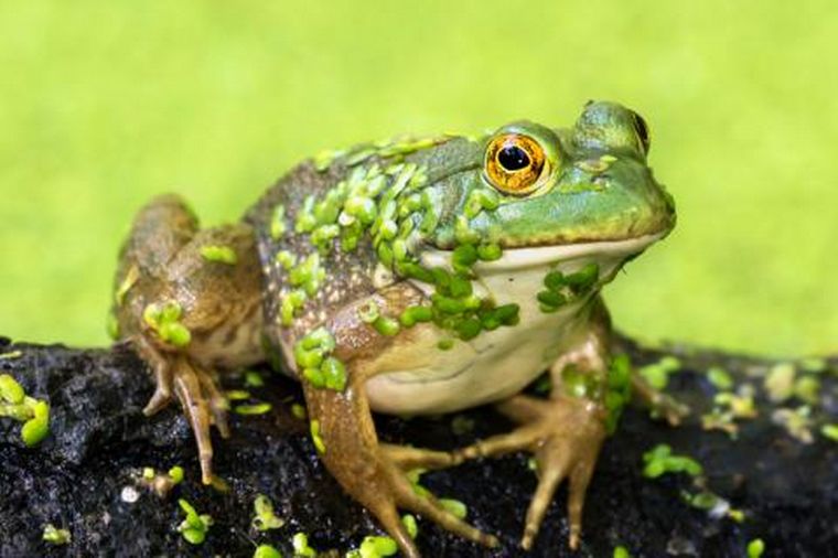 Declararon dañina para la biodiversidad a la Rana Toro.