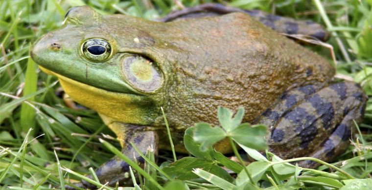 Declararon dañina para la biodiversidad a la Rana Toro.