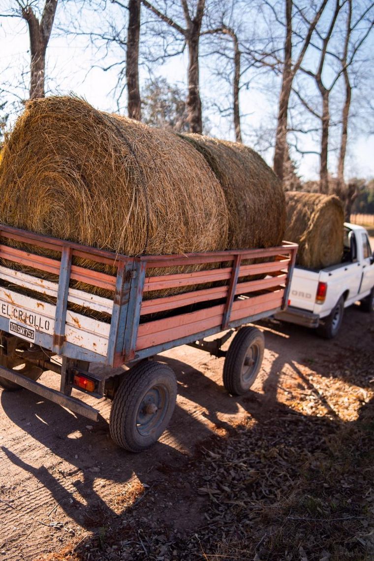 Productores llevan comida a animales afectados por los incendios en Córdoba