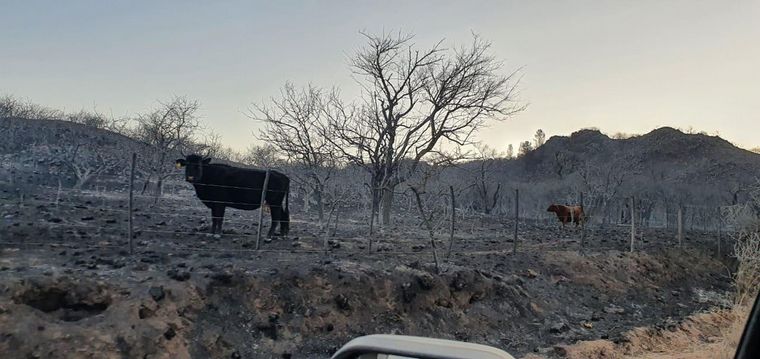 FOTO: Productores llevan comida a animales afectados por los incendios en Córdoba