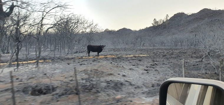 Lanzan campaña para recuperar a animales afectados por el fuego.