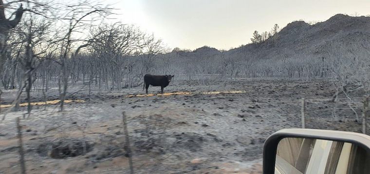 FOTO: Productores llevan comida a animales afectados por el fuego
