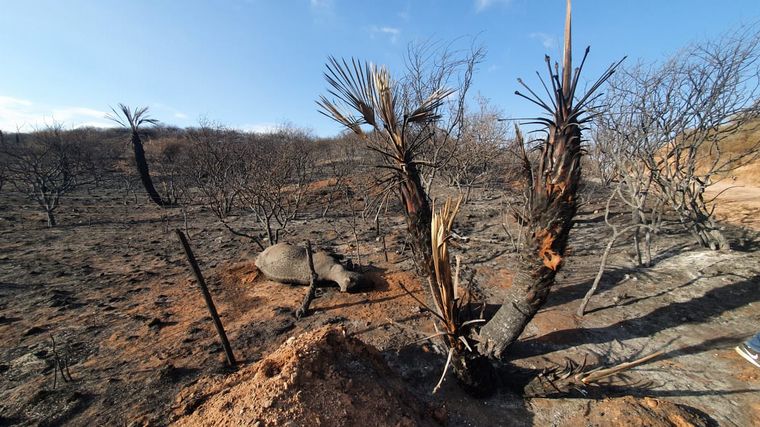 Impactantes imágenes de Copacabana tras el incendio
