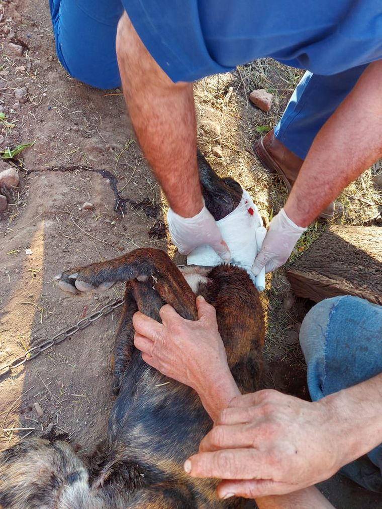 Donan alimento para los animales víctima del fuego en las Sierras.
