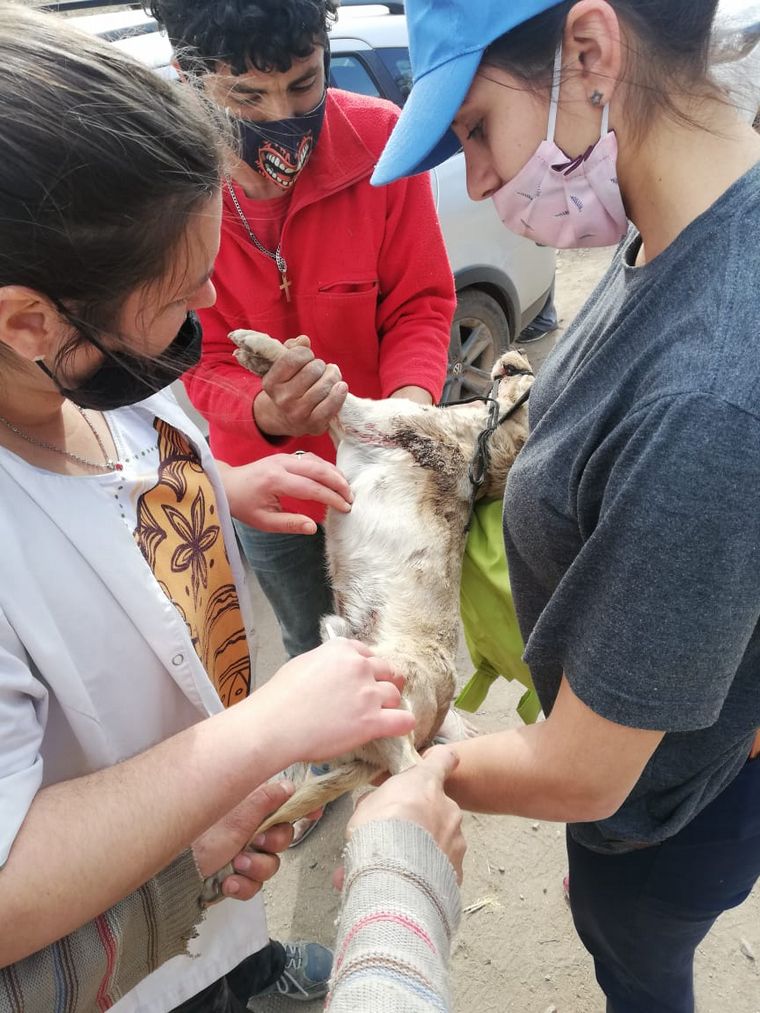 Donan alimento para los animales víctima del fuego en las Sierras.