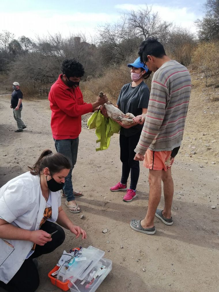 Donan alimento para los animales víctima del fuego en las Sierras.
