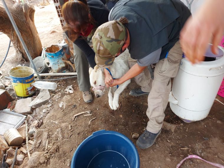 Donan alimento para los animales víctima del fuego en las Sierras.