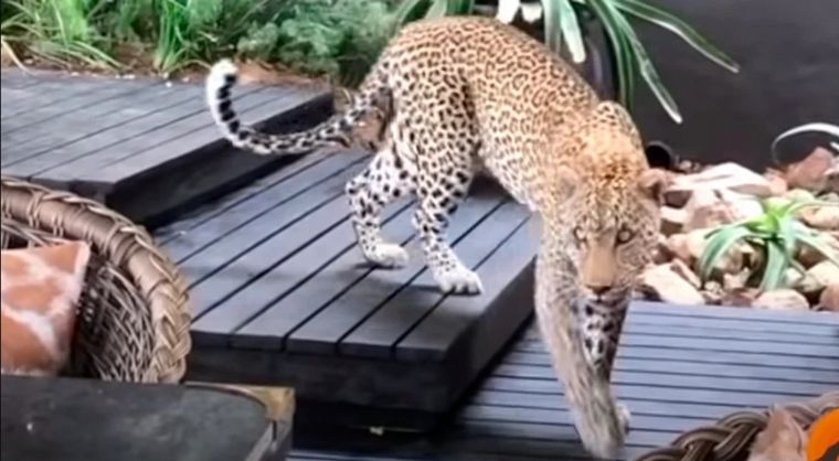 El leopardo buscaba un antílope entre las mesas.