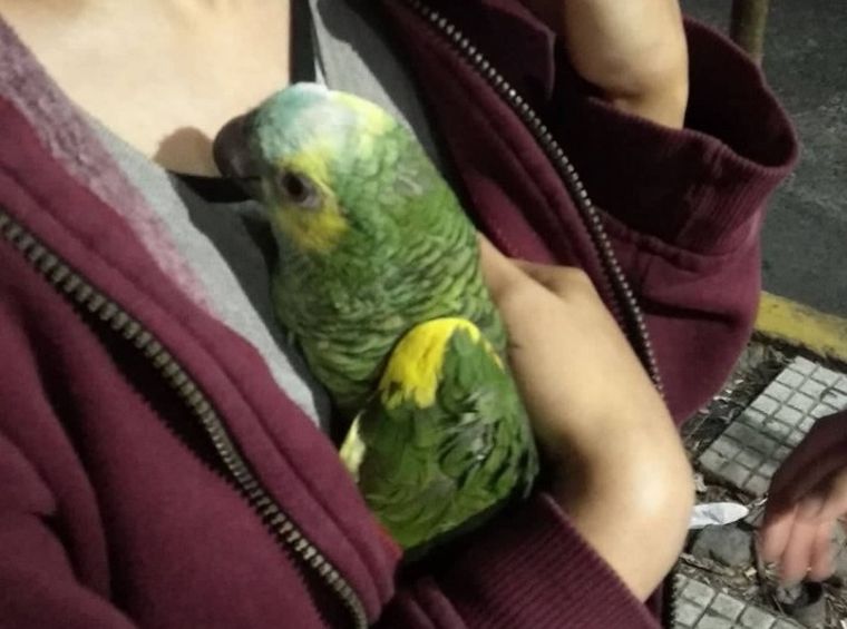 Un tragicómico rescate de un loro cortó una avenida en CABA