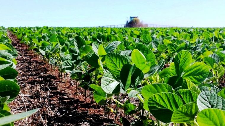 Eficiencia en maíz y soja para el control de malezas difíciles