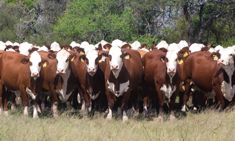 "Tuvimos compradores de todas partes del país", aseguró Saint Martin.