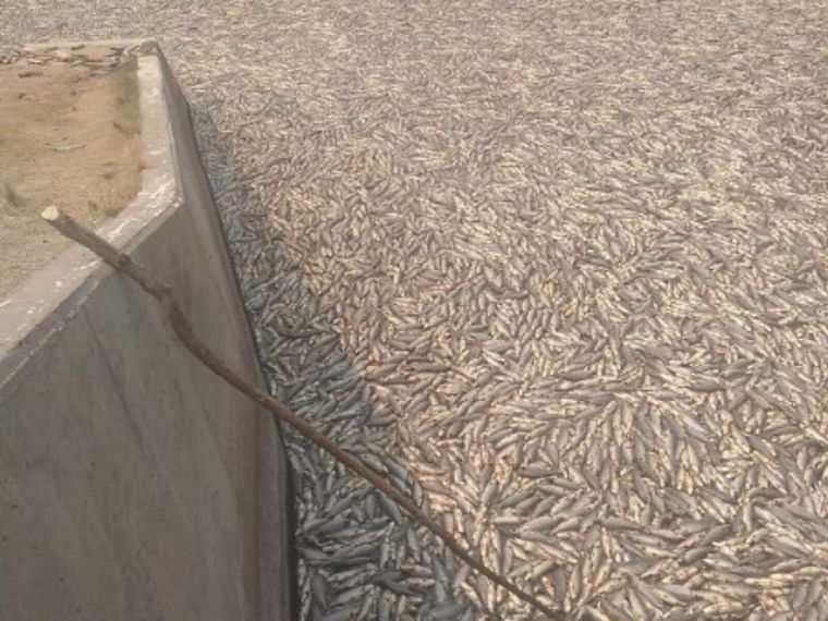 AUDIO: Alarma por miles de peces muertos en el Bañado La Estrella 