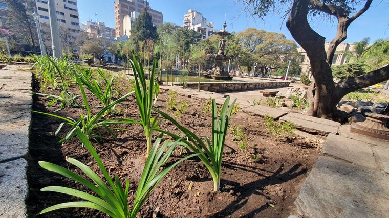 Indignante: robaron las plantas de la remozada Plaza Colón