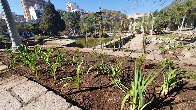 Indignante: robaron las plantas de la remozada Plaza Colón
