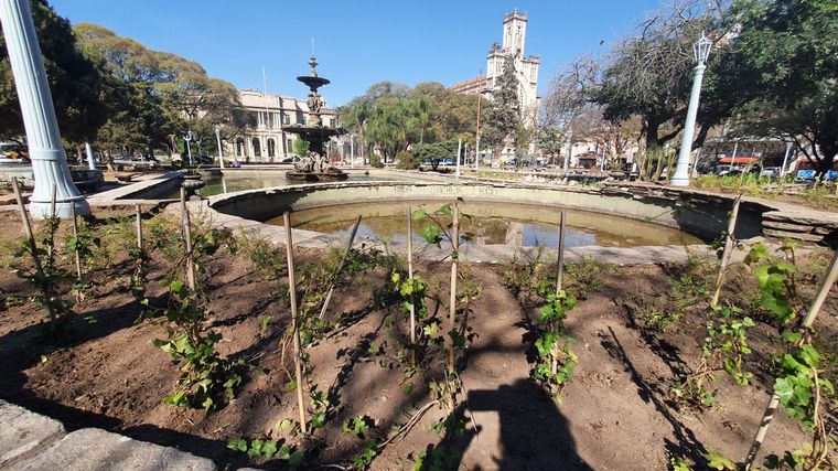 Indignante: robaron las plantas de la remozada Plaza Colón