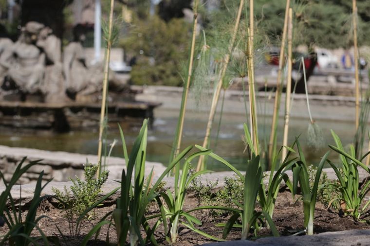 Indignante: robaron las plantas de la remozada Plaza Colón