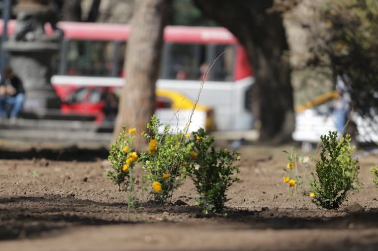Indignante: robaron las plantas de la remozada Plaza Colón