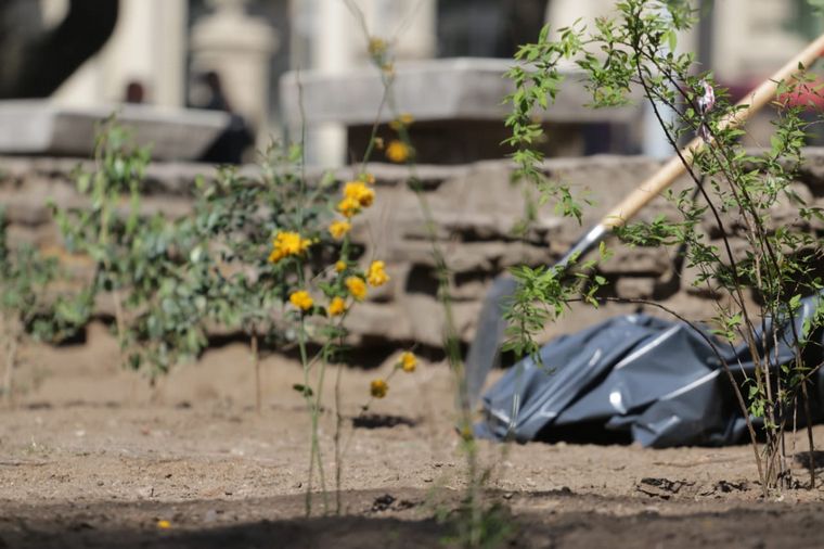 Indignante: robaron las plantas de la remozada Plaza Colón