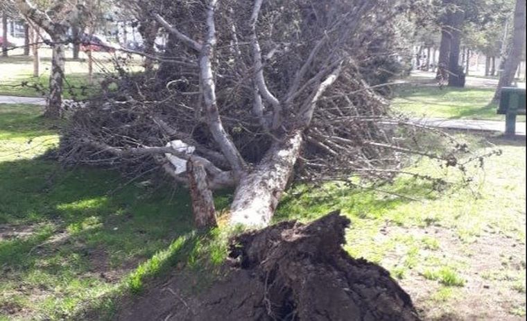 Drama en Chubut por un temporal de viento (Fotos: El Chubut).