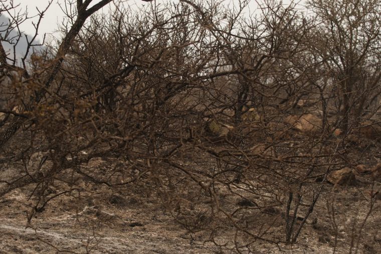 Incendios en las Sierras.