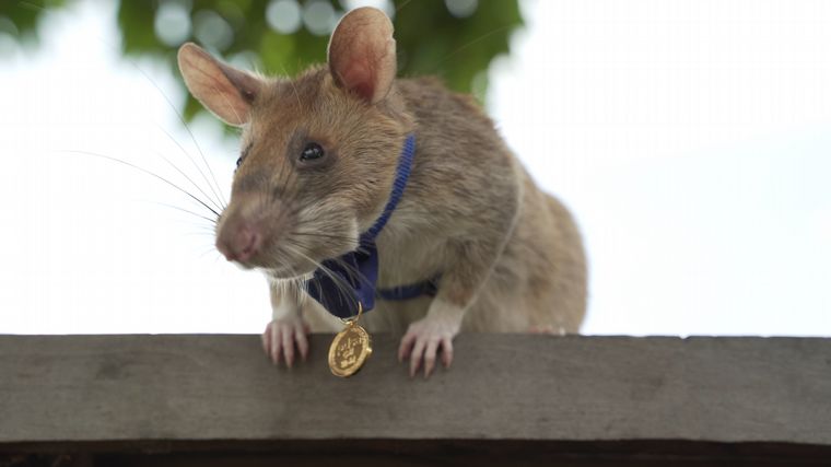 FOTO: Magawa, la rata condecorada por salvar vidas humanas