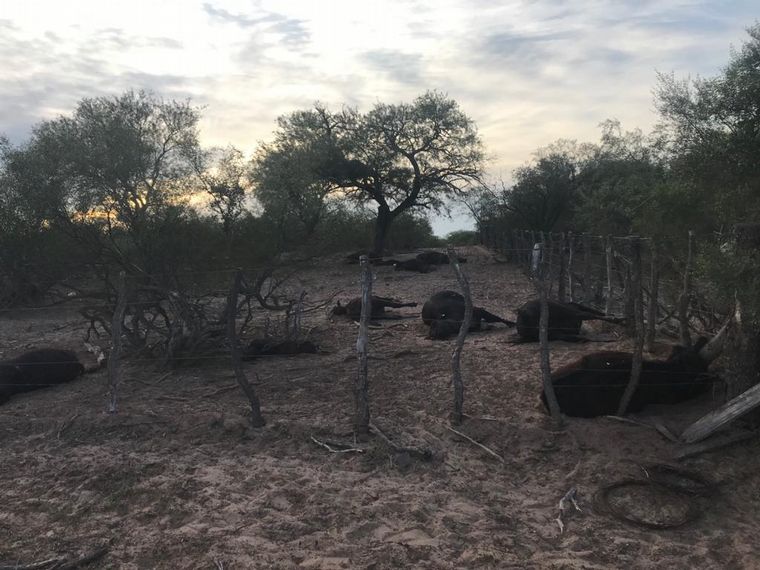 Así lucía el campo de Animales muertos de Leonardo Bonet, productor de San Luis