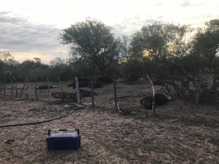 Panorama desolador en San Luis: fallecen animales por restricciones de acceso