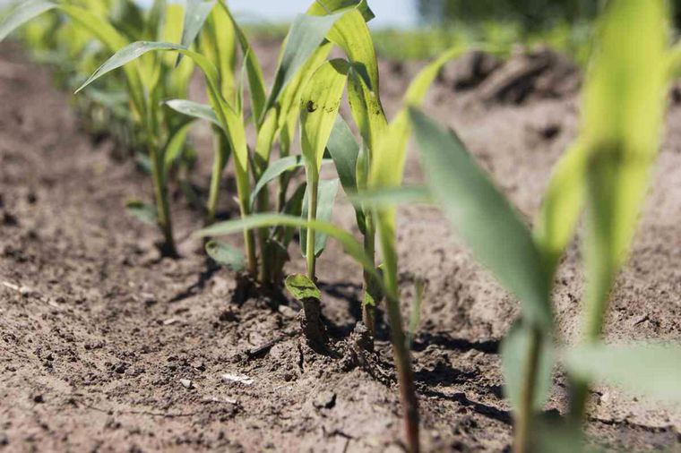 La Niña pone a Córdoba en alerta