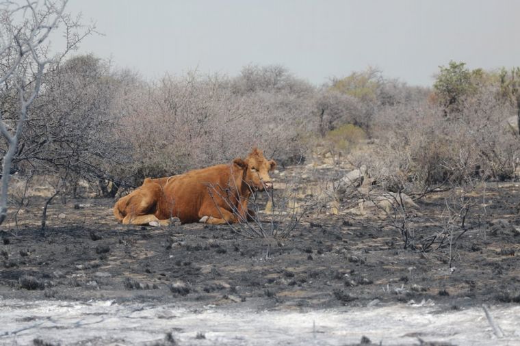 El fuego continúa avanzando en las sierras cordobesas.