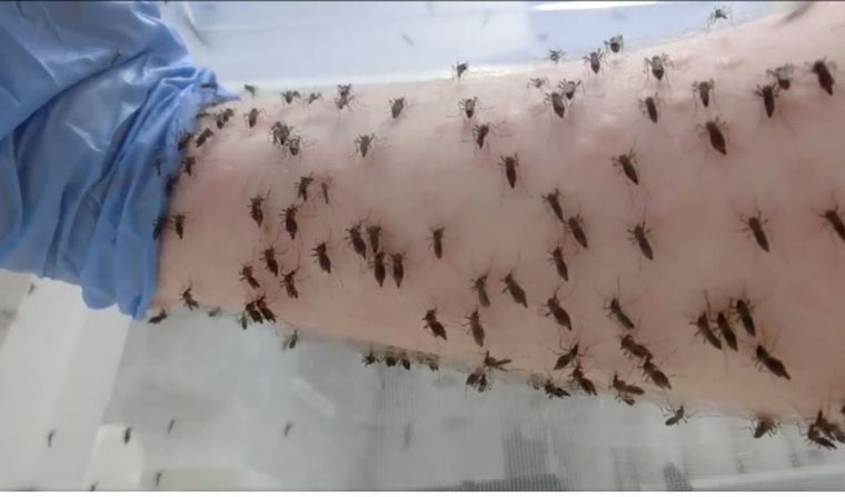 Un científico permitió que miles de mosquitos lo piquen