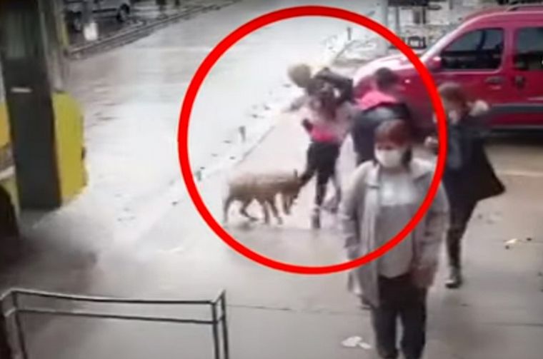 Feroz ataque de un pitbull a una niña en San Miguel.