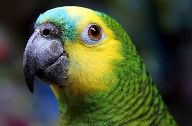 Aislaron a cinco loros en un zoo por 