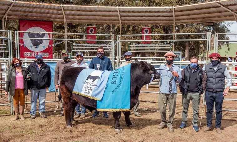 Gran Campeón Macho Angus de la exposición en Huinca Renancó.