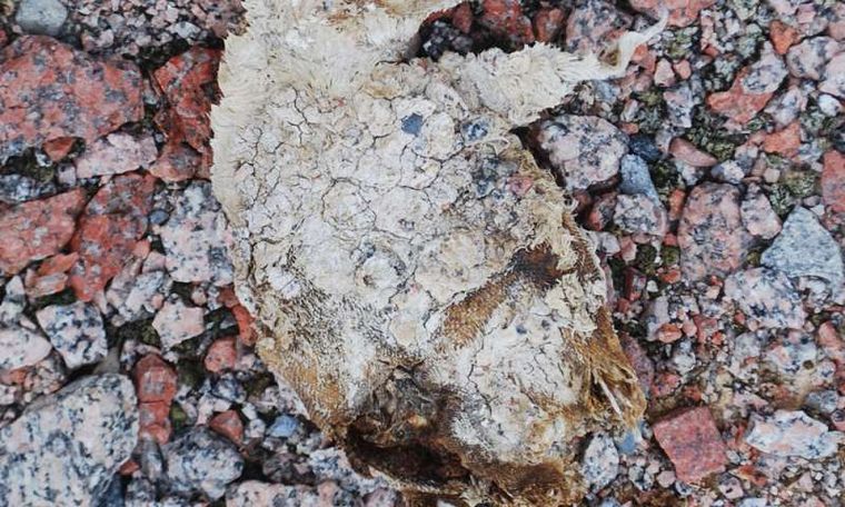 El deshielo en la Antártida dejó al descubierto un cementerio de pingüinos