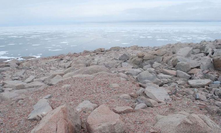 El deshielo en la Antártida dejó al descubierto un cementerio de pingüinos