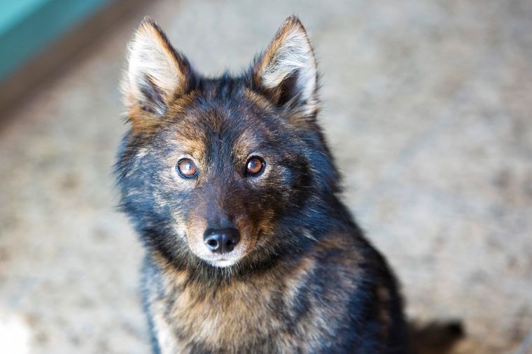 Rusia: perros detectarán el coronavirus en aeropuertos