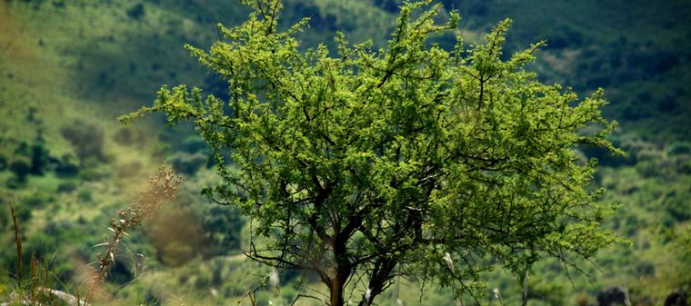 La UNC y Provincia reforestarán las zonas incendiadas